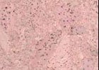  Mars Creme