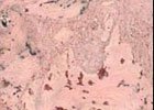  Odysseus Creme