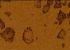  Himalaya Brown